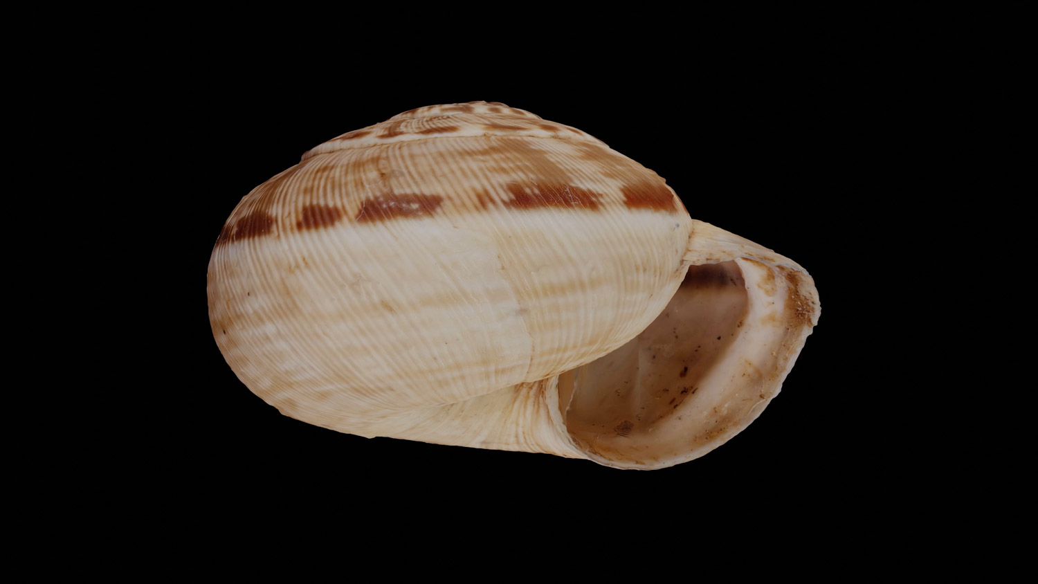 Xerocrassa zaharensis